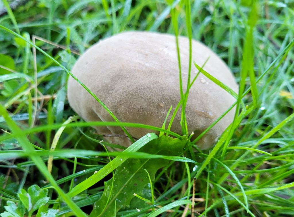 Fungo da determinare: Lycoperdon?